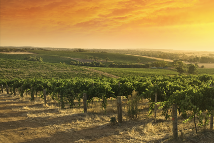 Image of Barossa Valley the most affordable wine region by hectare globally: Knight Frank’s The Wealth Report