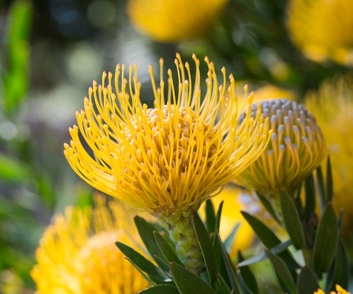 adelaide residential property guide