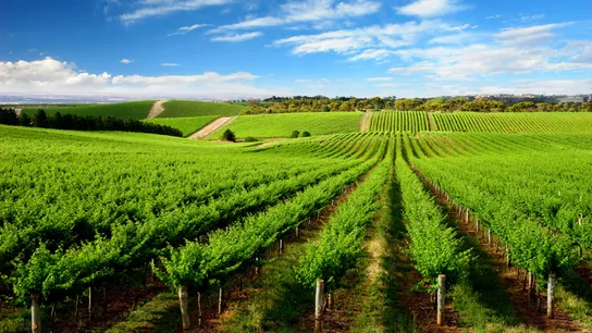 Agribusiness 
